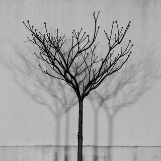 Stela Araujo & Marcos Wilke - Sombras 01