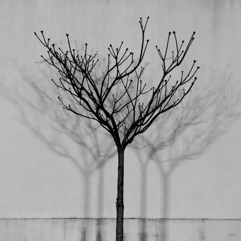 Stela Araujo & Marcos Wilke - Sombras 01