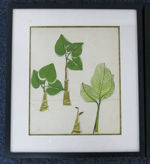Plantas