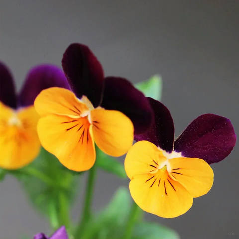 Flores 41