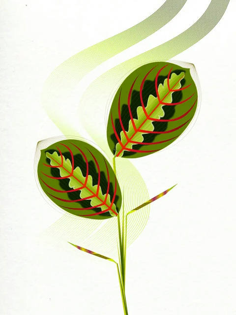 Folhagem Ng III