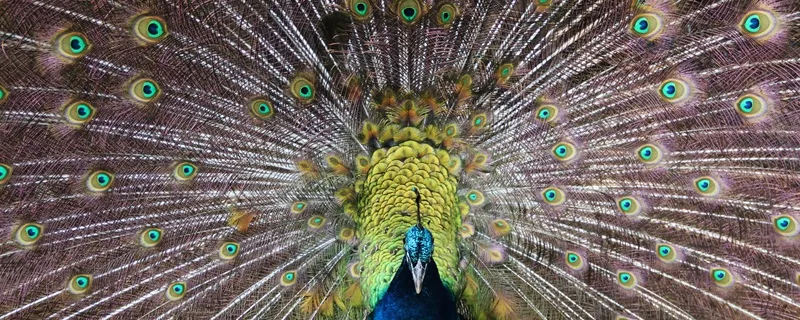 Sm - Pavão 02