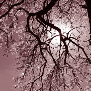 Stela Araujo & Marcos Wilke - Sm - Árvore Rosa 03
