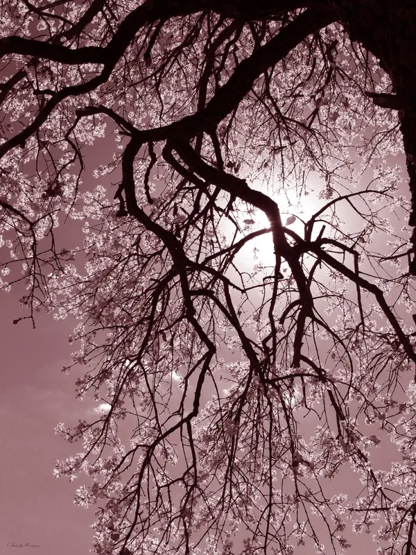 Sm - Árvore Rosa 03