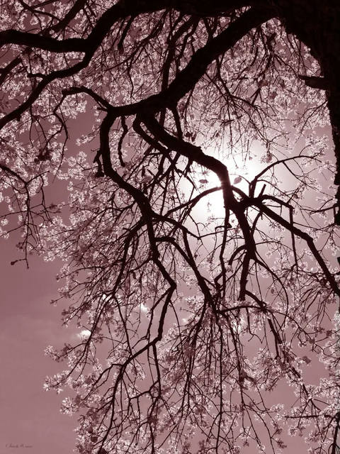 Sm - Árvore Rosa 03