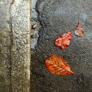 Nato Gomes - Chuva na Calçada III