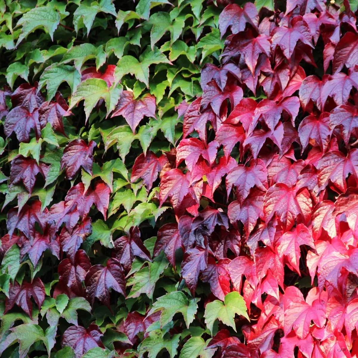 Folhas Coloridas 01