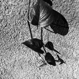 Nato Gomes - Jibóia B&w