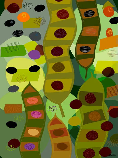 Às Favas IV