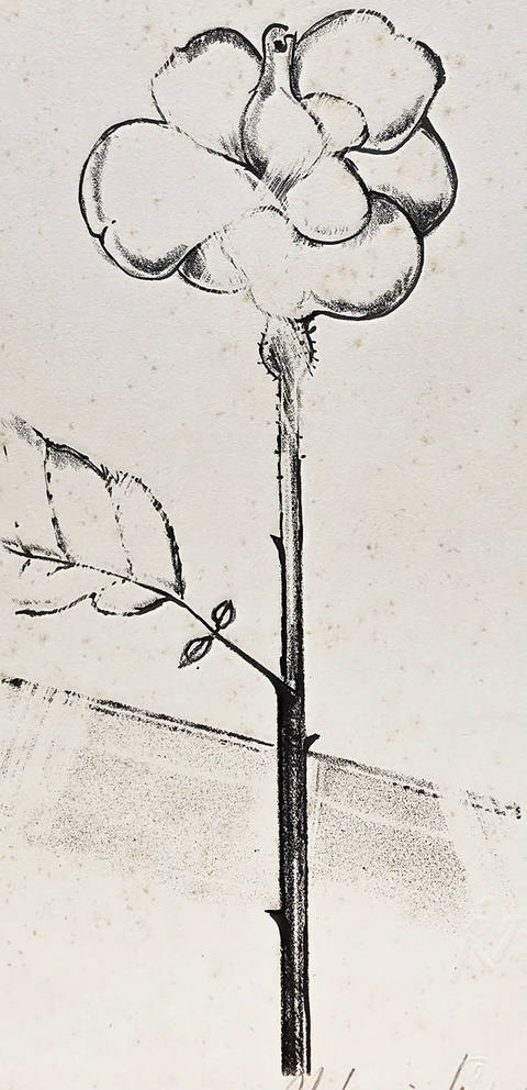 Rosa