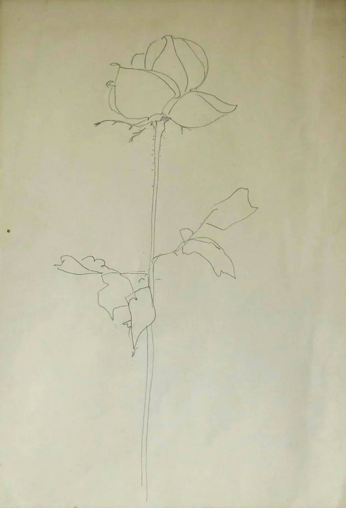 Flor - Dec 60