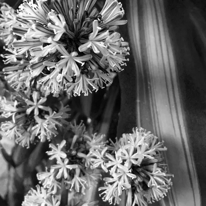 Dracena III B&w