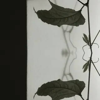 Nato Gomes - Diálogo com as Sombras V